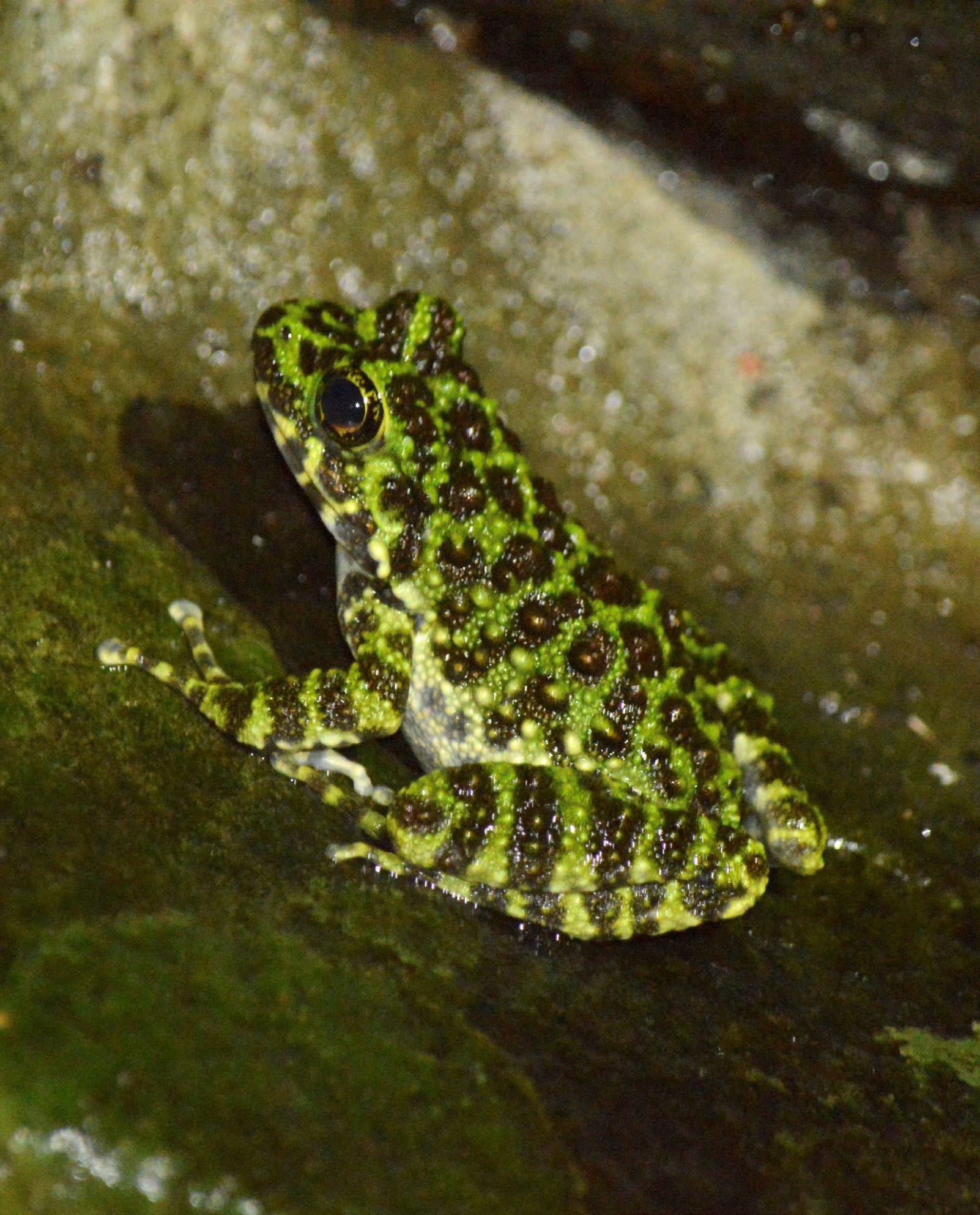 Ishikawa's Frog.jpg